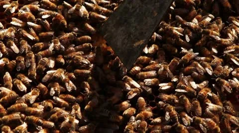 Bees on frame 2 Stock Footage 12130137