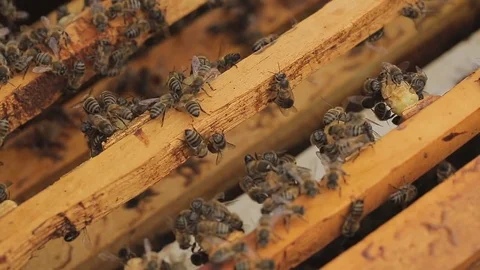 The bees on the frame are fed and the bee queens are taken out. macro Stock Footage 76972901