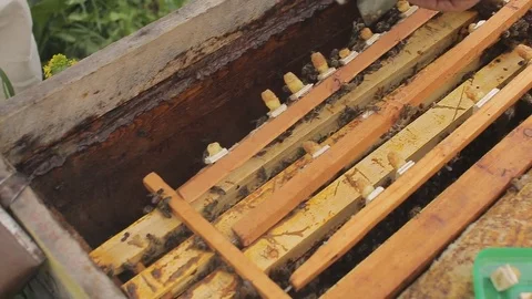 The bees on the frame are fed and the bee queens are taken out. macro Stock Footage 76973248