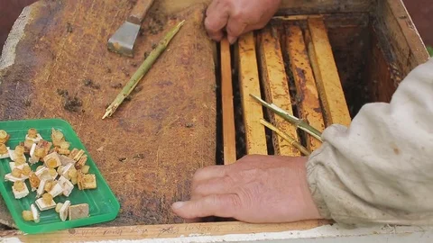 The bees on the frame are fed and the bee queens are taken out. macro Stock Footage 76973595