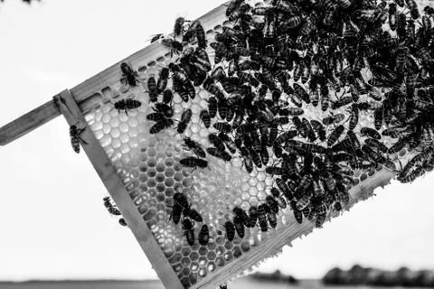 Bees on a frame B&amp;W 写真素材