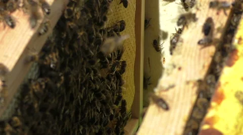 Bees on the frame close-up Video stock 51172177