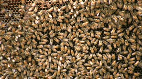 Bees on a Frame Stock Footage 484270