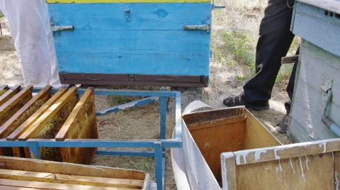 The bees in the frame Vidéo 68660918