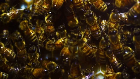 Bees on a frame. Stock Footage 110284272