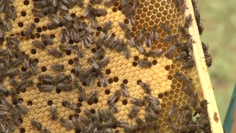Bees on the frame Stock Footage 141976427