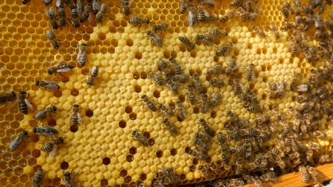 Bees on a frame with honeycombs.  In the still not sealed honeycombs the collect Stock Footage 112948366