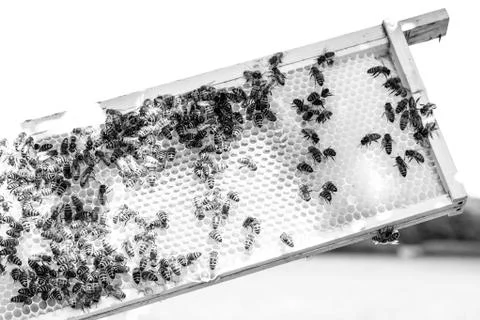 Bees on a frame 写真素材