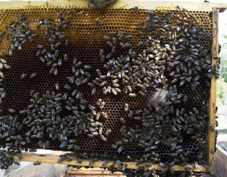 Bees on the frame Stock Photos