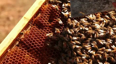 Bees on frame withQueen Stock Footage 12130170