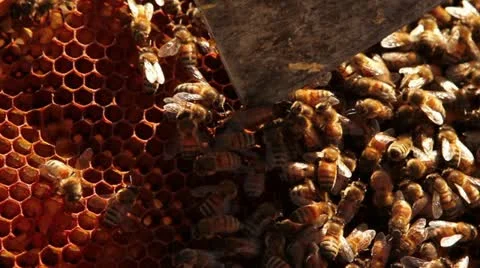 Bees on frame withQueen2 Stock Footage 12130181