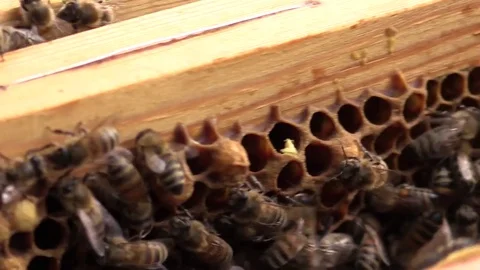 Bees on frames filled with alveoli Stock Footage 77462139