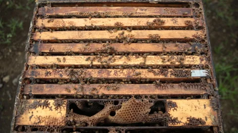 Bees on frames Stock Footage 66242005