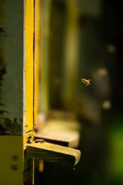 Bees in front of the bee hive Stock Photos