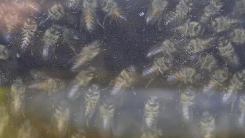 Bees in front of beehive Vidéo 83034846