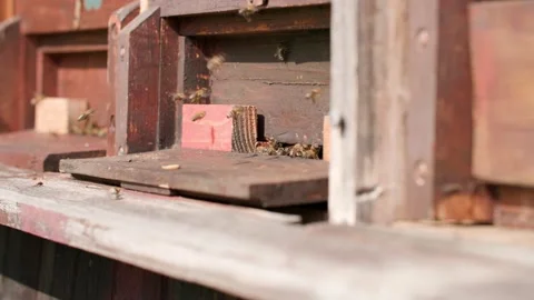 Bees in front of beekeeper hive Stock Footage 230030405