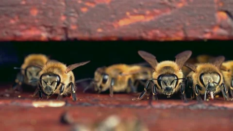 Bees in front of busy hive Stock Footage 230082224