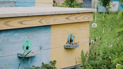Bees in front of the Hive, Sparing, Bee, Bees, Agriculture, Honey production Stock Footage 155056273