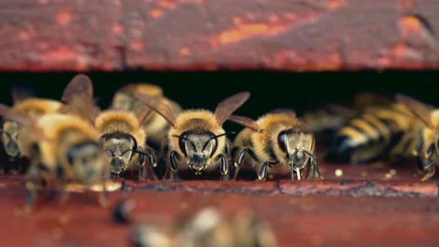 Bees in front of their hive Stock Footage 230075696