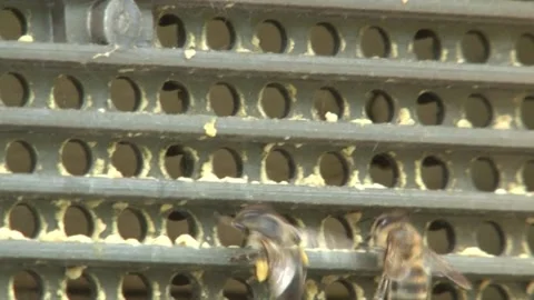 Bees full of pollen enter and leave the hive Stock Footage 141976479