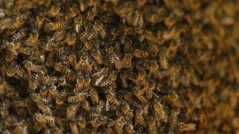Bees on full screen. Colony of bees. Stock Footage 77604969