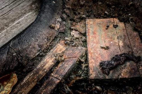 Bees in the garbage Stock Photos