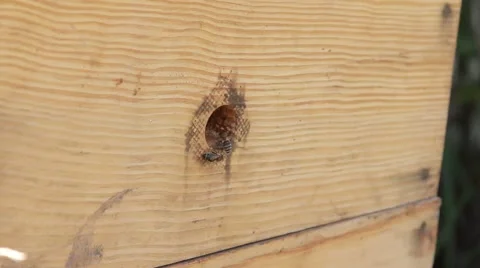 Bees in garden 스톡 동영상 40928774