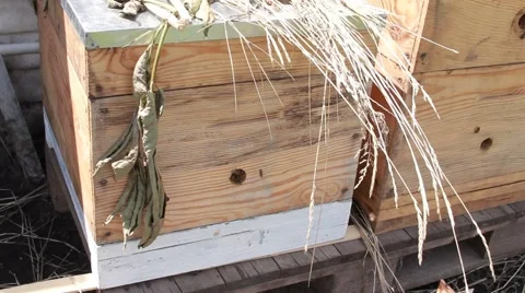 Bees in garden 스톡 동영상 40928778