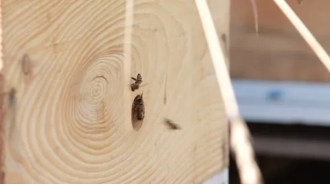 Bees in garden Stock Footage 40928779