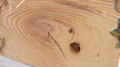 Bees in garden Stock Footage 40928780