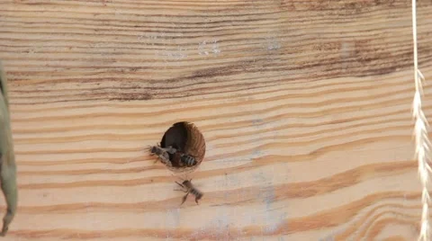 Bees in garden Stock Footage 40928786