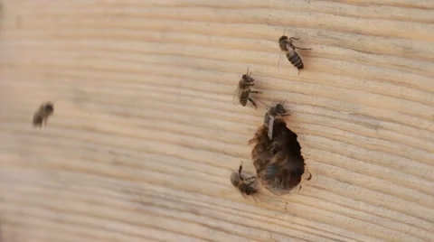 Bees in garden Stock Footage 40928793