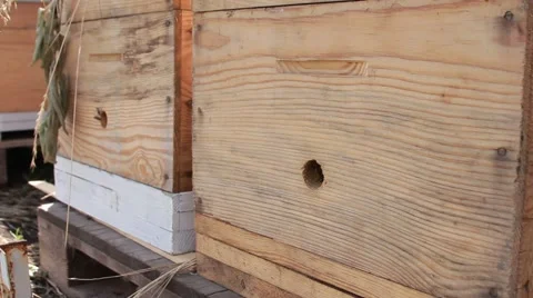 Bees in garden Stock Footage 40928801