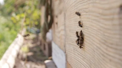 Bees in garden Stock Footage 40928807