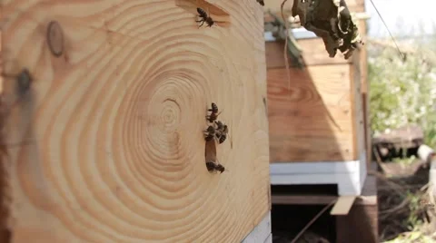 Bees in garden Stock Footage 40928821