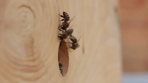 Bees in garden Stock Footage 40928836