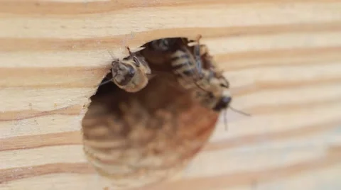 Bees in garden Stock Footage 40928978