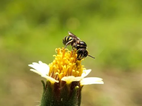 Bees in the garden Fotos Stock