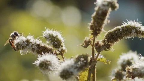 Bees in garden slow motion Stock Footage 113355724
