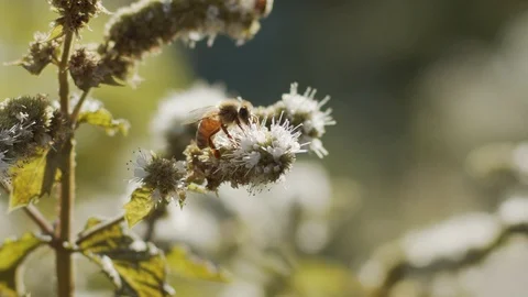 Bees in garden slow motion Stock Footage 113356110
