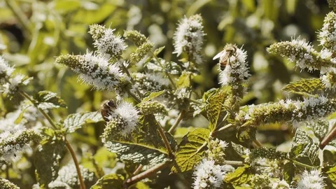 Bees in garden slow motion Stock Footage 113356930