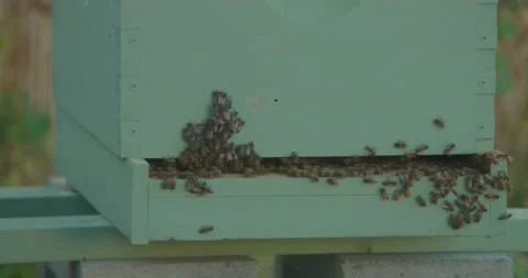 Bees Gather Around Man-Made Hive 4K Stock Footage 159008608