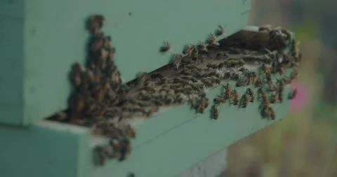 Bees Gather Around Man-Made Hive 4K Stock-Footage 159008646