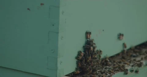 Bees Gather Around Man-Made Hive 4K Stock-Footage 159008762