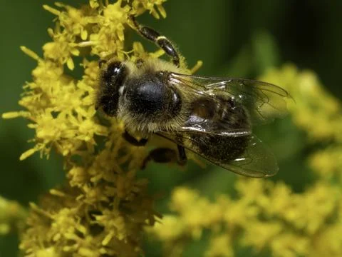 Bees gather nectar from bright yellow flowers Stock Photos