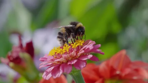 Bees gather nectar from pink zinnia petals. One bee lands gently, another Stock Footage 345257582