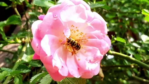Bees Gather Nectar From a Tea Rose Flower in a Garden During Daylight Hours Stock Footage 345365187