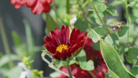 Bees gather nectar from vibrant red daisies. Flowers bloom in garden beds Stock Footage 345255698