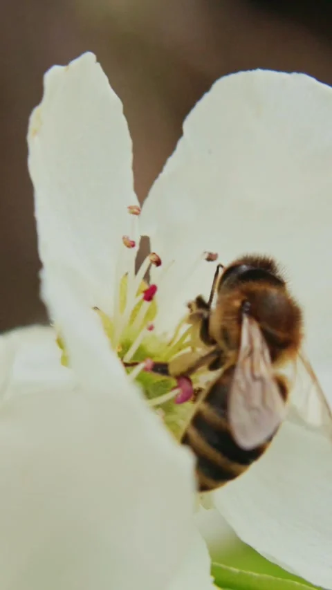 Bees gather nectar from white blossoms Stock Footage 331525864