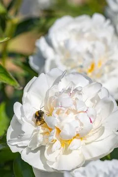 Bees gather nectar from white peony flowers in a garden during springtime i.. Stock Photos